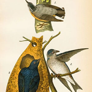 Purple martin bird lithograph 1890