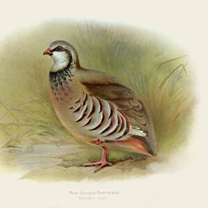 Red-legged partridge illustration 1900