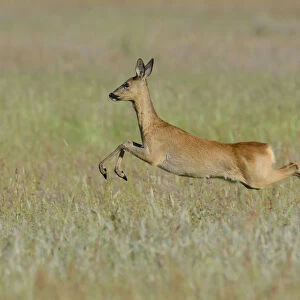 Roe Deer -Capreolus capreolus- leaping across a meadow, North Rhine-Westphalia, Germany