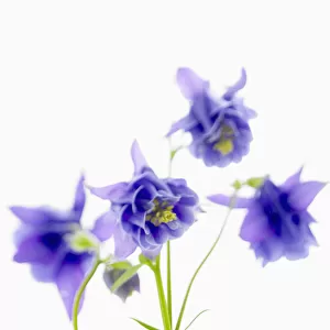 studio shot of blue flowers