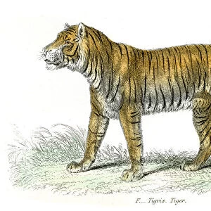Tiger engraving 1803