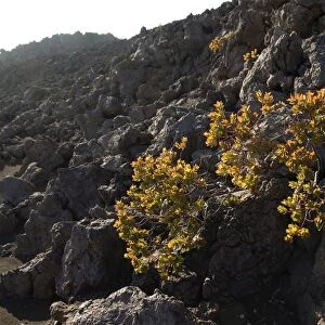 Vegetation growing on lava, Big Island, Hawaii, United States