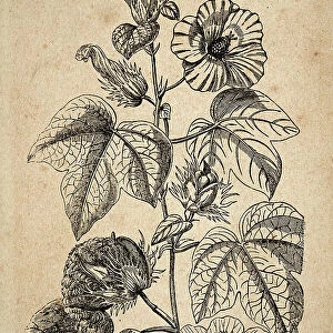 Vintage illustration, Gossypium tricuspidatum, the Cotton Plant