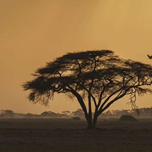 Vulture over acacia at sunset
