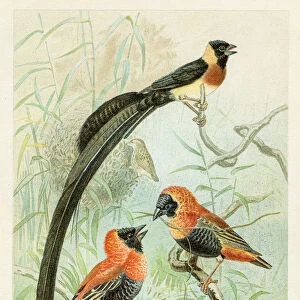 Weaver birds chromolithograph 1896