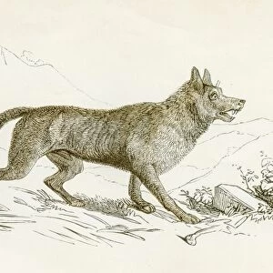 Wolf engraving 1851