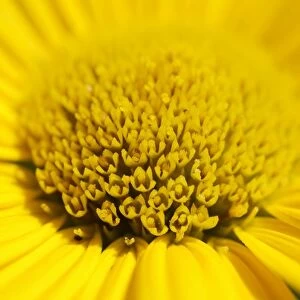 Yellow ox-eye daisy -Buphthalmum salicifolium-, detail view