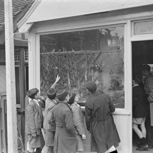 A bird shop on Station Approach in Sidcup, Kent. 1938
