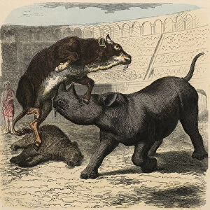 Ancient Rome: Animals fighting in the amphitheatre, 1866 (coloured engraving)