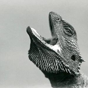 A Bearded Dragon looking upwards and gaping, London Zoo, August 1928 (b / w photo)