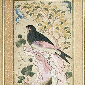 Bird perching on rock, 1684 (ink on paper)