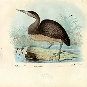 Bittern, 1863-79 (colour litho)