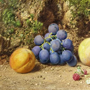 Black Grapes, Peaches, Apricots and Raspberries, c. 1860 (w / c on paper)