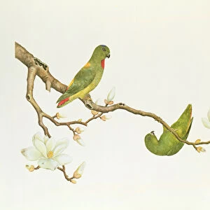 Blue-crowned parakeet, hanging on a magnolia branch, Ch ien-lung period (1736-1796)