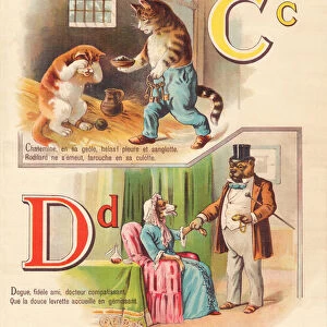 C D: Cat, captive, dog, doctor