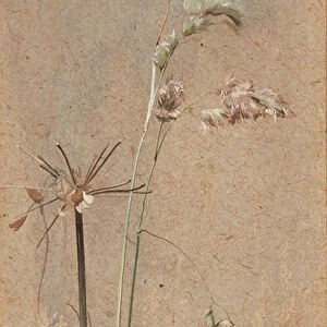 Cocksfoot Grass (watercolour on buff paper)
