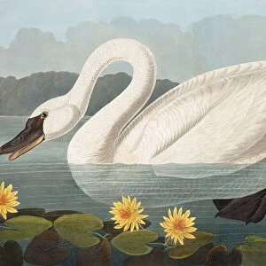 Common American Swan, Cygnus Americanus, from "The Birds of America"by John J