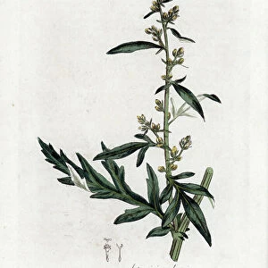 Common or vulgar sagebrush - Mugwort, Artemisia vulgaris. Handcoloured copperplate engraving from a botanical illustration by James Sowerby from William Woodville and Sir William Jackson Hooker's " Medical Botany