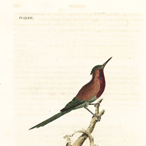 Crimson sunbird, Aethopyga siparaja seheriae (Goulpourah creeper)