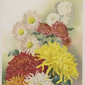 Decorative Chrysanthemums (chromolitho)