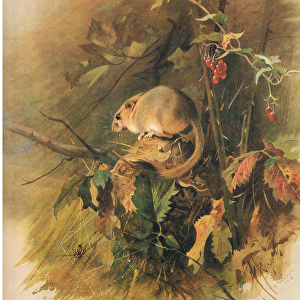 Dormouse, from Thorburns Mammals published by Longmans and Co, c