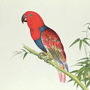 Electus Parrot, on a bamboo shoot, Ch ien-lung period (1736-96) (colour on paper)