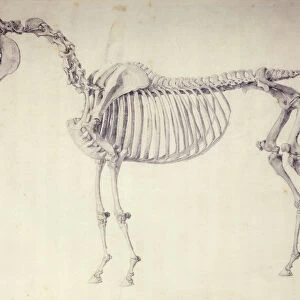 Fifth Anatomical Table, from The Anatomy of the Horse (engraving)