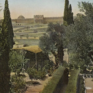 Garden of Gethsemane (colour photo)