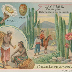 Giant Cactus with Flowers and Fruit (chromolitho)