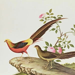 A golden pheasant, Ch ien-lung period (1736-96) (colour on paper)
