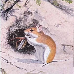 Grasshopper Mouse dining on an insect