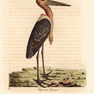 Greater adjutant, Leptoptilos dubious. Endangered. (Gigantic crane, Ardea argala