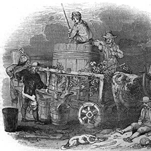 Harvester in Pola (Pula) (Istria) in Croatia in the 19th century