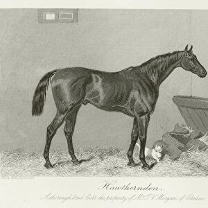 Hawthornden, foaled 1867 (b / w photo)
