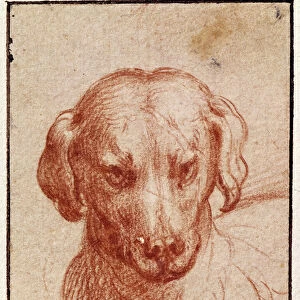 Head of a Dog (red chalk on paper)
