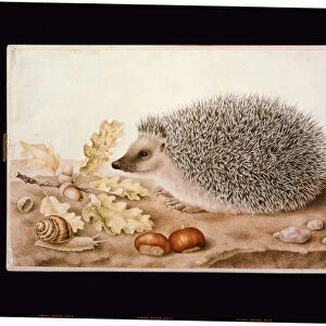 A hedgehog in a landscape (bodycolour on vellum)