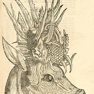 illustration of Capreolus Polyceros from Aldrovandis History of Monsters