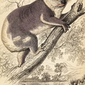 Koala, Phascolarctos cinereus. 1841 (engraving)