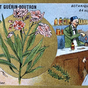 The laurel. Engraving (chromo). Advertising chromolithography for Guerin-Boutron