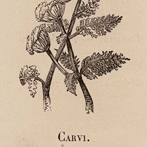 Le Vocabulaire Illustre: Carvi; Caraway; Kummel (engraving)