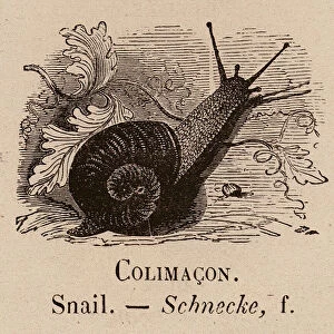 Le Vocabulaire Illustre: Colimacon; Snail; Schnecke (engraving)