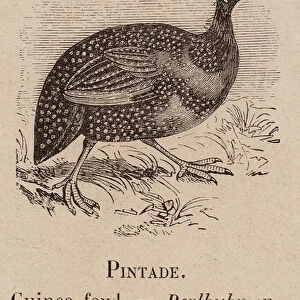 Le Vocabulaire Illustre: Pintade; Guinea-fowl; Perlhuhn (engraving)