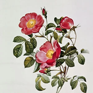 Les Roses de Thory. Rosa Pumilia (colour lithograph)