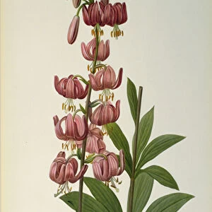 Lilium Martagon, from Les Liliacees, 1806 (coloured engraving)