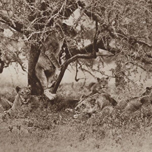 Do lions climb trees?, the cameras answer (b / w photo)