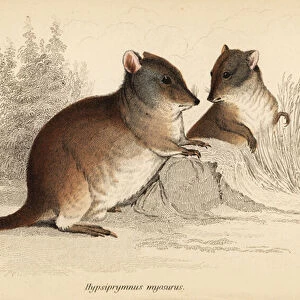 Long-nosed potoroo, Potorous tridactylus tridactylus. 1841 (engraving)