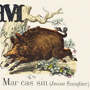 M : Marcassin - Alphabet of the wild animals, 1876 (engraving)
