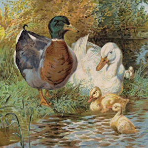Mallard ducks and ducklings in a pond (colour litho)