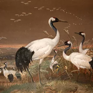 Manchurian Crane (Grus viridirostris), c. 1851-76 (w / c & pencil on paper)