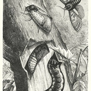 The Metamorphoses of the Goat Moth, Cossus ligniperda (engraving)
